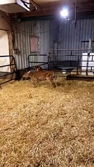 Kitten Wanders Into Calf Pen
