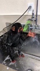 Si pantang kalah sama manusia