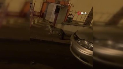 Sosyal medyada gündem olan tilki için doğal yaşam alanına yiyecek bırakıldı