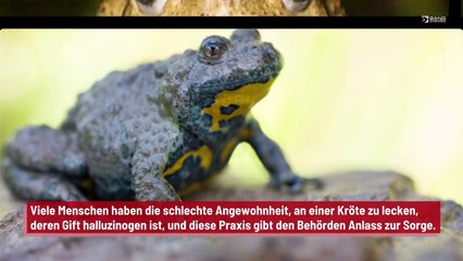 Menschen lecken an einer Kröte