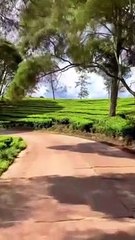 Susana gunung teh hijau