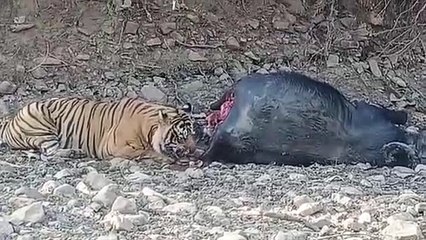 टी-58 ने किया भैंस का शिकार