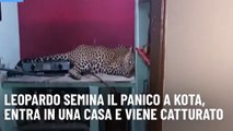 Leopardo semina il panico a Kota, entra in una casa e viene catturato