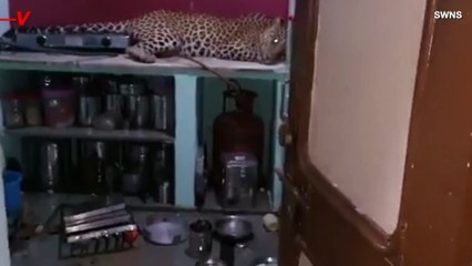 Family Comes Home to Find Rampaging Leopard in Their Kitchen