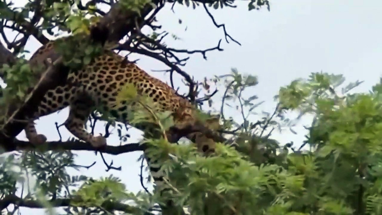 Amazing Moments Of Wild Animals 2022 - Epic Ani...