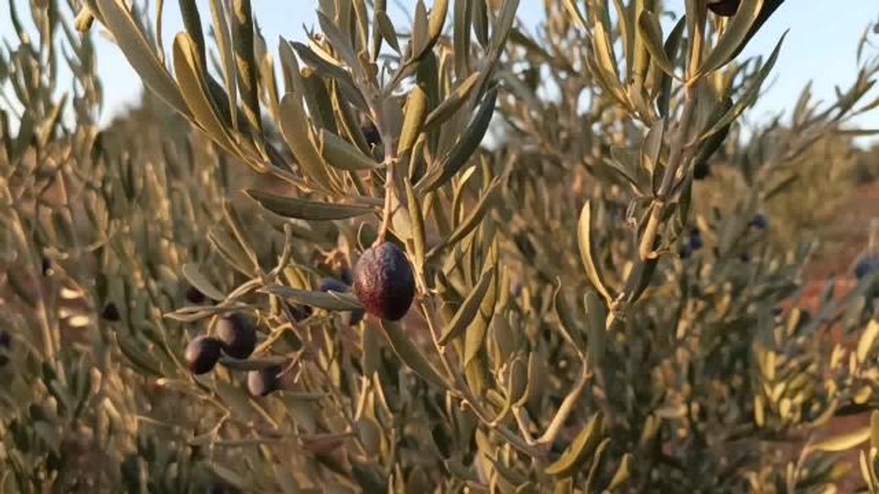 Aydınlı Zeytin Üreticisi: "Gübre Alıp Atamadık Belki Seneye Yiyeceğimiz Yağ Olmayacak"