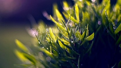 the sound of the rain that soothes and makes the heart calm