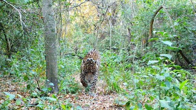 La agricultura y la ganadería se devoran los bosques del Gran Chaco