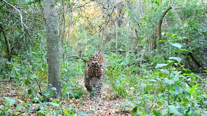 La agricultura y la ganadería se devoran los bosques del Gran Chaco