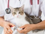 Versicherung für die Katze: Darauf sollte man achten