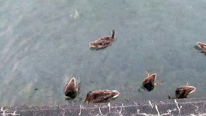 Ducks on Cayuga lake at Ithaca Yacht Club
