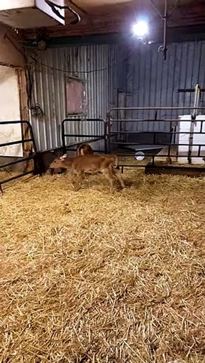 Kitten Wanders Into Calf Pen