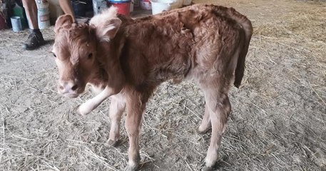 Aveyron : un veau à six pattes a été opéré avec succès