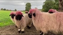 South Yorkshire sheep sport bright pink wool after feeder mishap