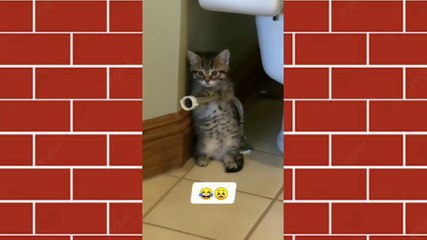 Very cute cat behavior || Don't stop laughing 