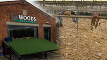 Woods Farm Shop forced to cull thousands of turkeys due to bird flu outbreak