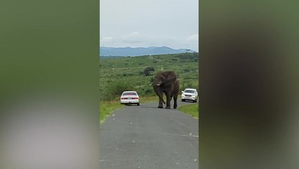 Safari-goer jumps out of car to hide in bushes after being spooked by huge bull elephant