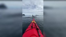 Moment kayaker paddles next to pod of orcas in Norway