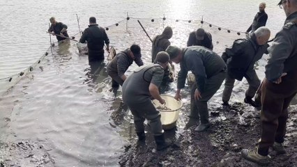 Vidange du lac de Bambois: on déménage le poisson.