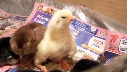 Anak Ayam KUB Umur 3 Hari Yang Sehat. Begini Penampakannya!!!