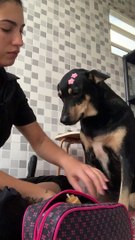 Dog Doesn't Want Its Nails Clipped