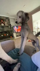 Dog Doesn't Recognize Brother After Grooming