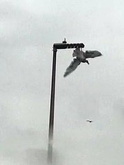 Seagull trapped in Blackpool street light