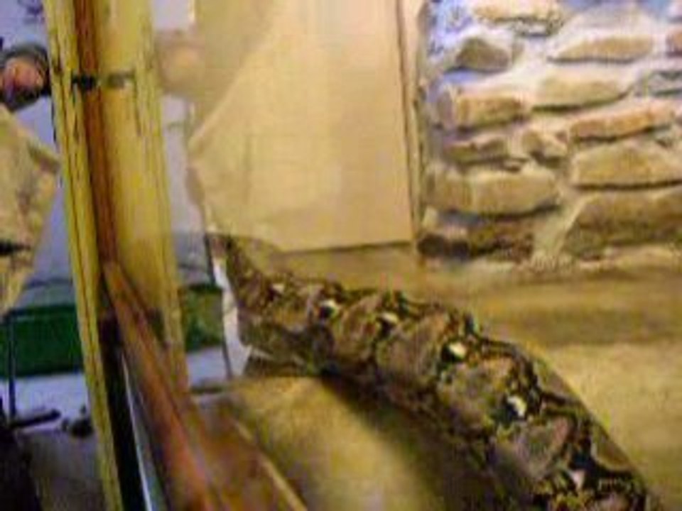 python reticulé