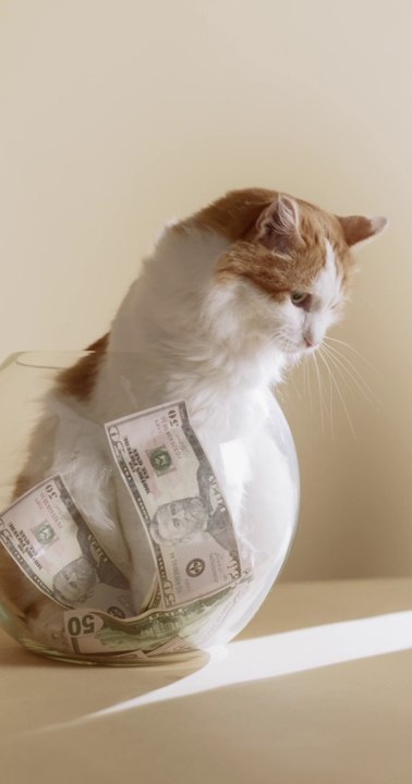 Cat #cat007