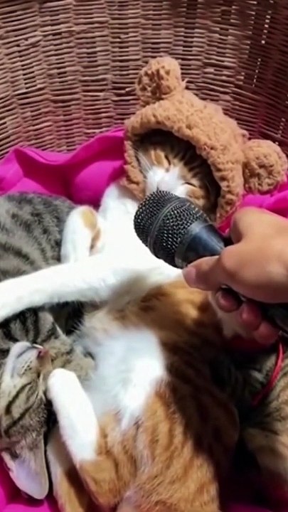 funny cat and dog