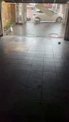 Bull Terrier Gets the Zoomies