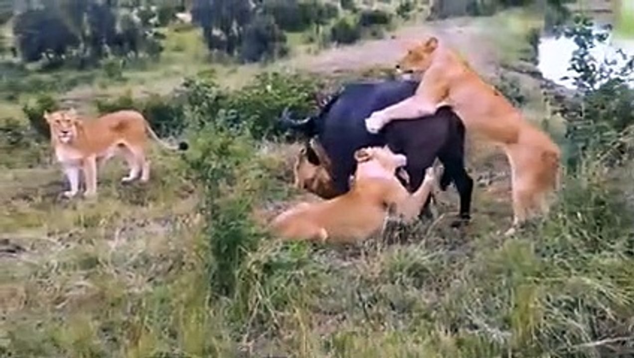 Most Classic Battle Of Buffalo Vs Lion - Death Battle Never Seen Of Buffalo Vs Lions