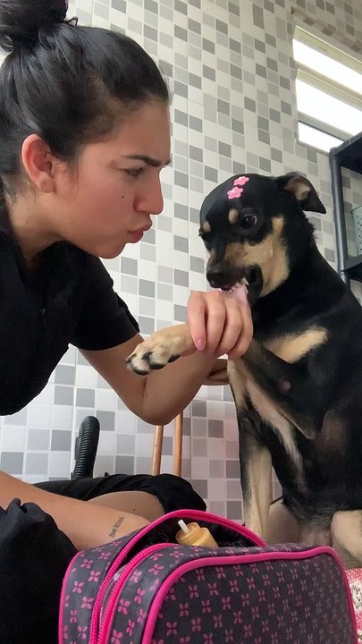 Dog Doesn't Want Its Nails Clipped