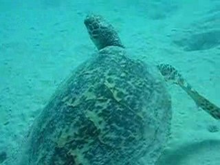 Jeune tortue imbriquée Marsa Egla (Egypte)