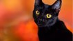 Pourquoi les chats noirs ont-ils si mauvaise réputation ?
