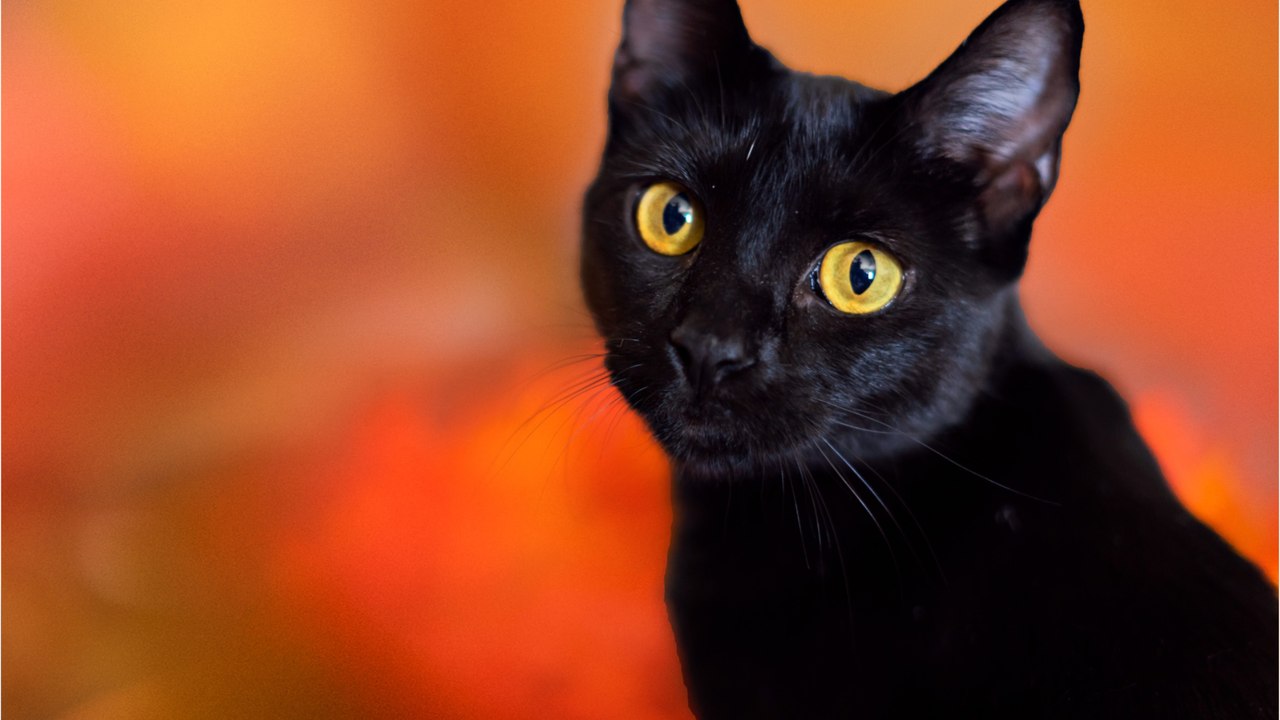 Pourquoi les chats noirs ont-ils si mauvaise ré...