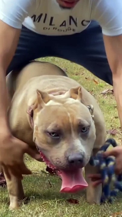 Respect for dog