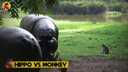 15 Wild Animal Confrontations