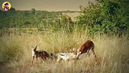 15 Wild Animals That Hunt In Packs Mercilessly Attacking And Killing Their Prey