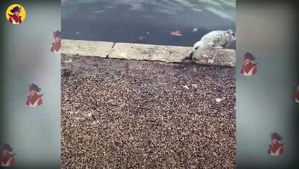 Horrible And Shocking Ways This Bird Swallows Prey In Seconds