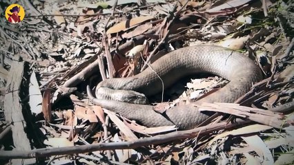 Creatures That Use Traps And Cons To Kill Their Prey