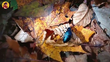 Amazing Insect Survival Strategies