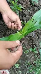 Efficient control of caterpillars on corn plants