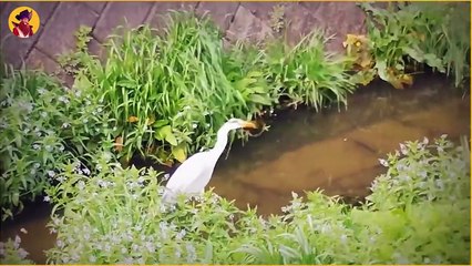 23 Most Horrific Ways Predators Eat Their Prey