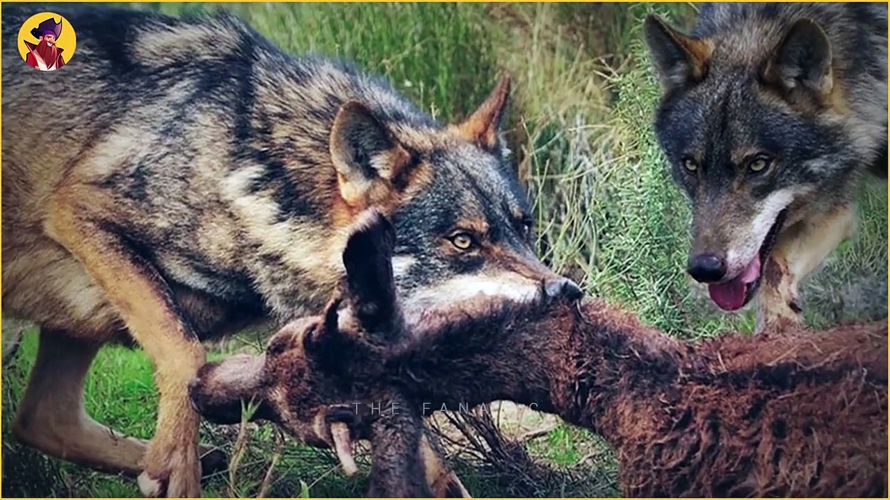 Wolves, Rare And Ferocious Predators! - video Dailymotion