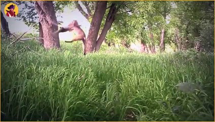 Most Impressive Moments Of Animals Escaping Death