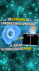 Un cerebro de laboratorio aprendió a jugar el videojuego Pong