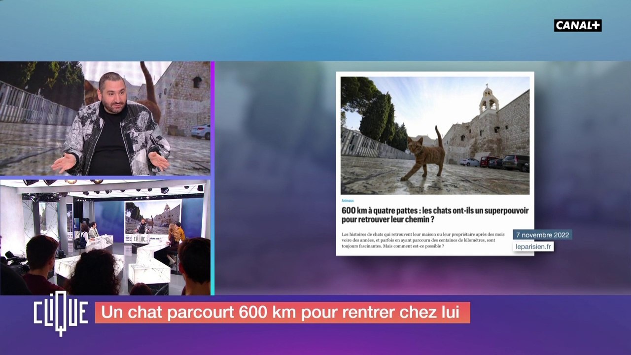 Un chat parcourt 600km pour rentrer chez lui - Clique - CANAL+