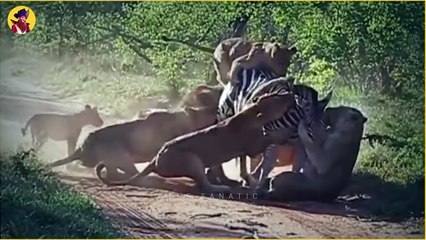 Moments When Lions And Leopards Fight Savagely In The Wild