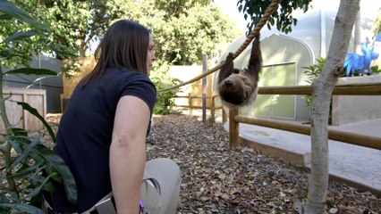 Sloths May Be Pretty Slow But They’re Also Really Cool
